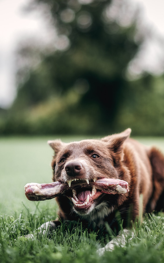 Pasja hrana za vse tiste, ki jim ni vseeno kaj jedo njihovi kosmatinci.